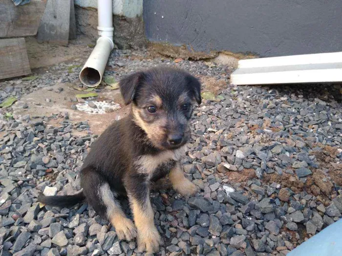 Cachorro ra a vira-lata idade Abaixo de 2 meses nome ainda não tem