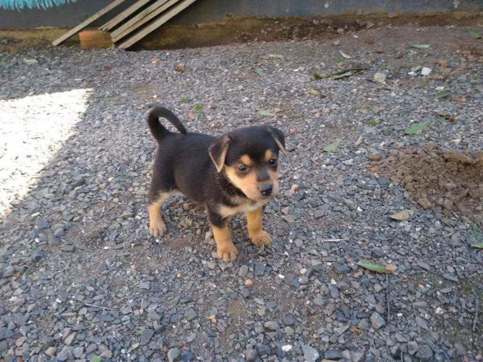 Cachorro ra a vira-lata idade Abaixo de 2 meses nome ainda não tem