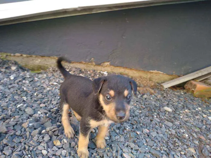 Cachorro ra a vira-lata idade Abaixo de 2 meses nome ainda não tem