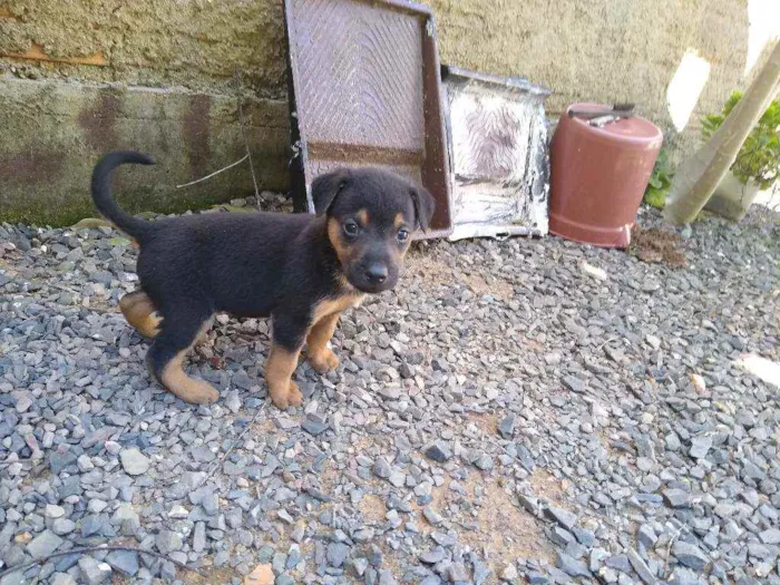 Cachorro ra a vira-lata idade Abaixo de 2 meses nome ainda não tem