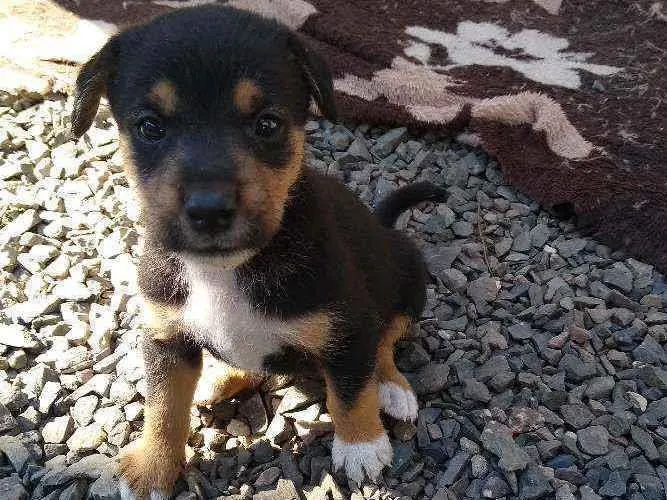 Cachorro ra a vira-lata idade Abaixo de 2 meses nome ainda não tem