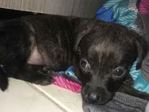 Gato raça Srd idade Abaixo de 2 meses nome Lolo