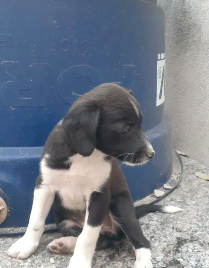 Cachorro raça Labrador/ViraLata idade 2 a 6 meses nome Nao tem