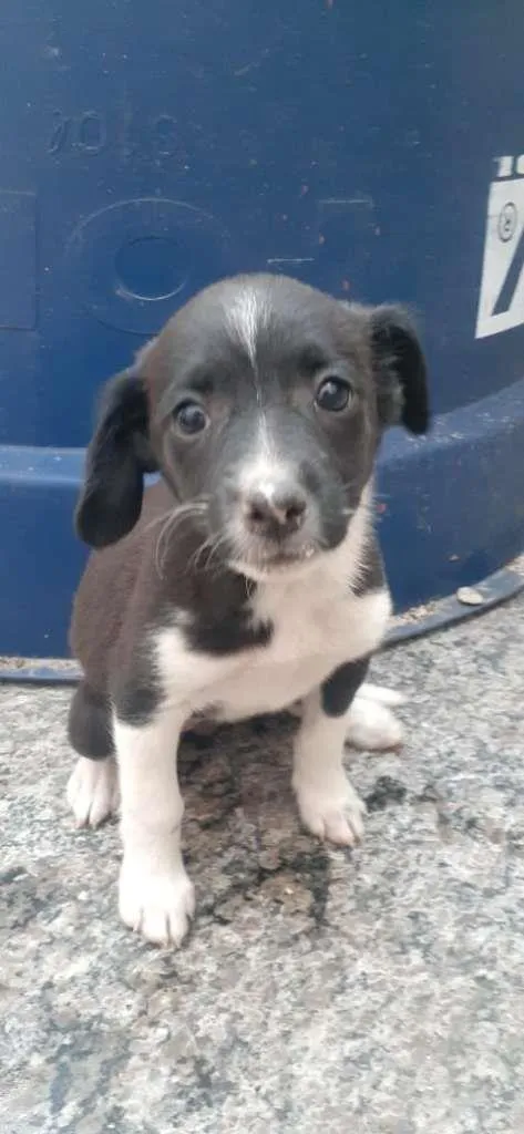 Cachorro raça Labrador/ViraLata idade 2 a 6 meses nome Nao tem