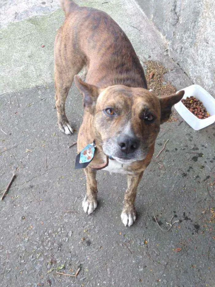 Cachorro ra a Vira lata  idade 3 anos nome Max