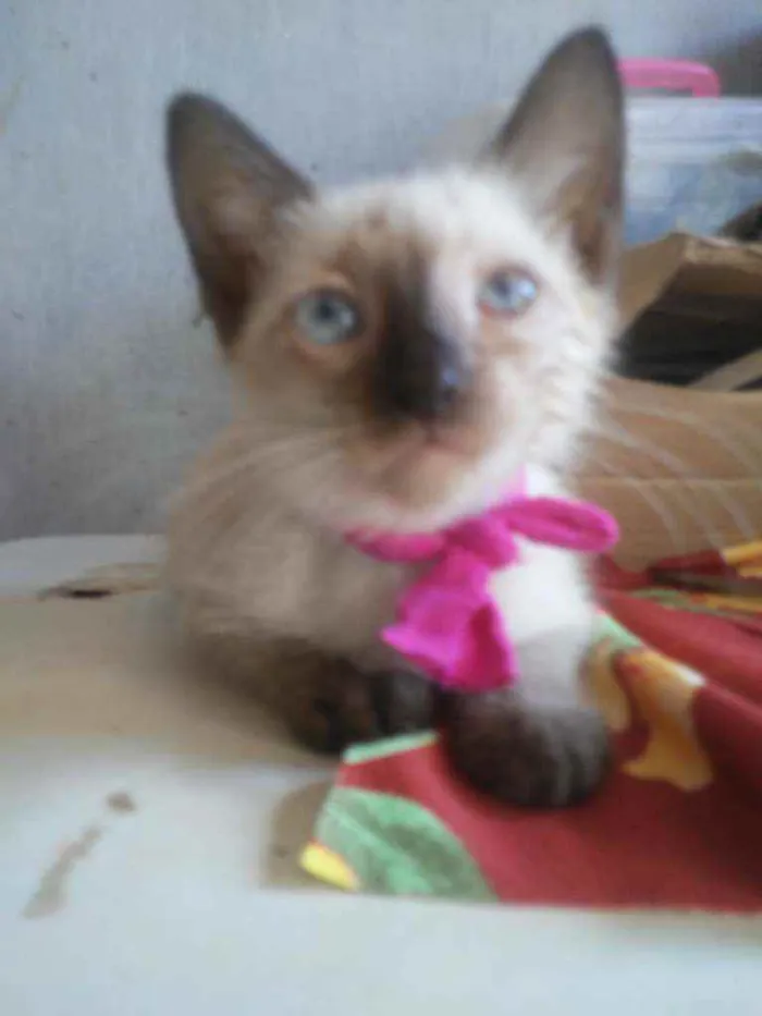Gato ra a Siames idade 2 a 6 meses nome Florzinha