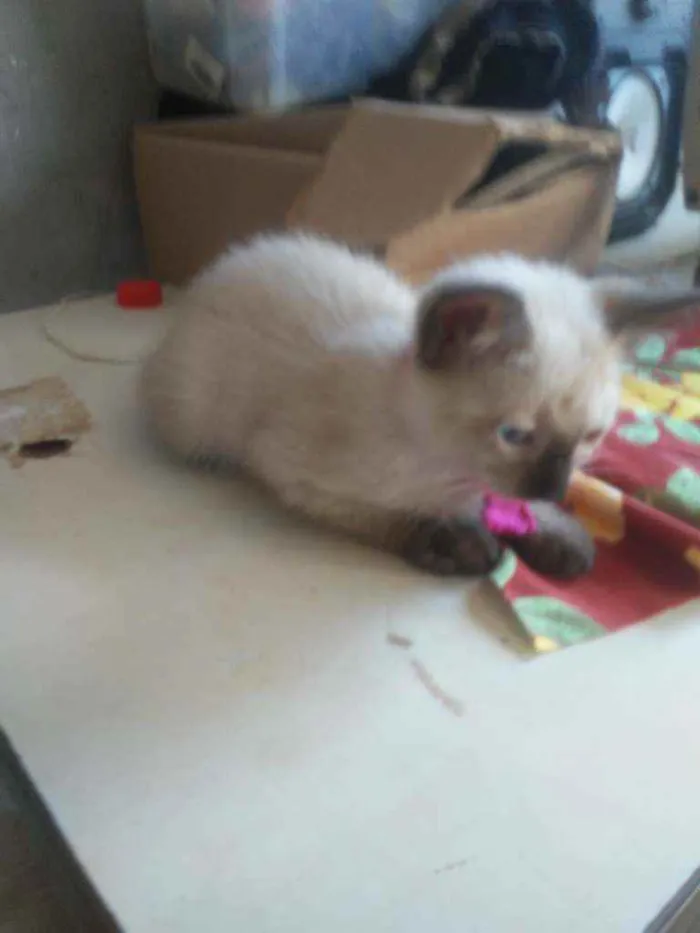 Gato ra a Siames idade 2 a 6 meses nome Florzinha