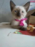Florzinha