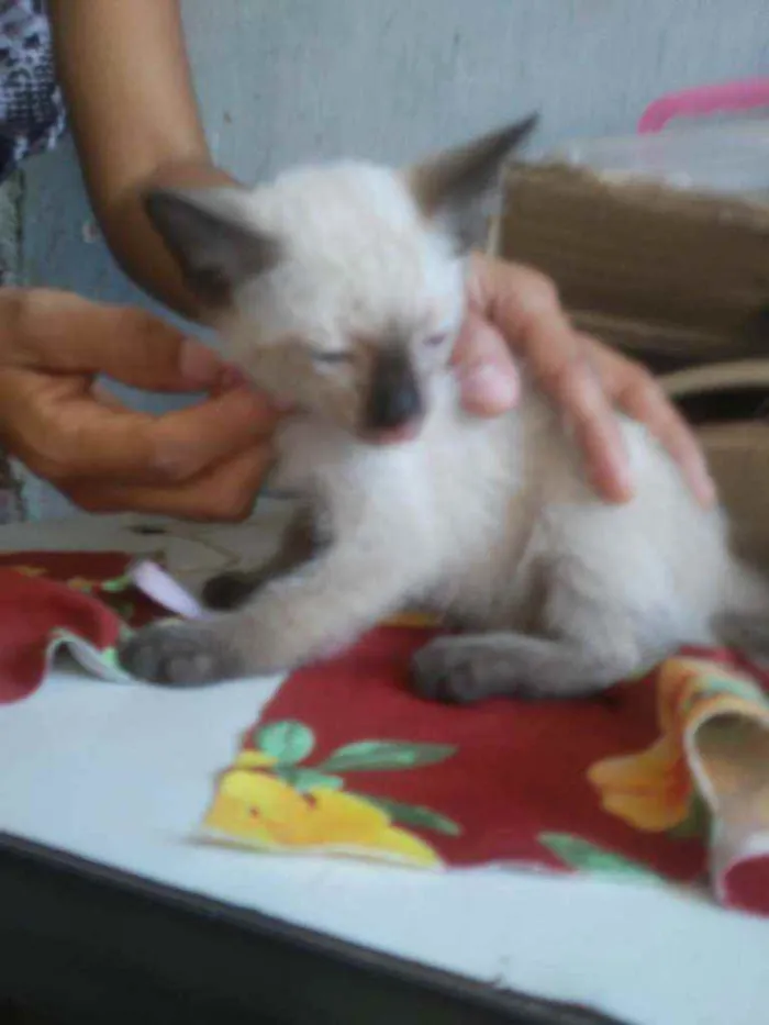 Gato ra a Siames idade 2 a 6 meses nome Florzinha
