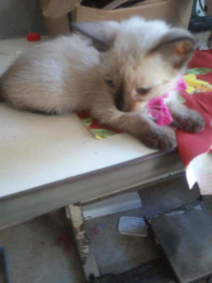Gato ra a Siames idade 2 a 6 meses nome Florzinha