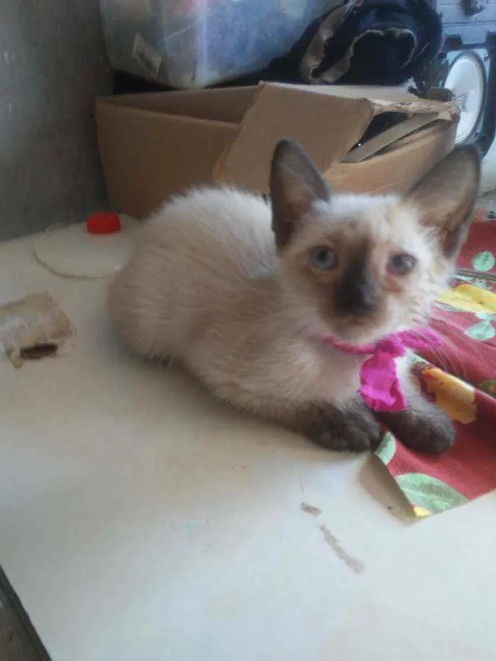Gato ra a Siames idade 2 a 6 meses nome Florzinha