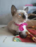 Florzinha