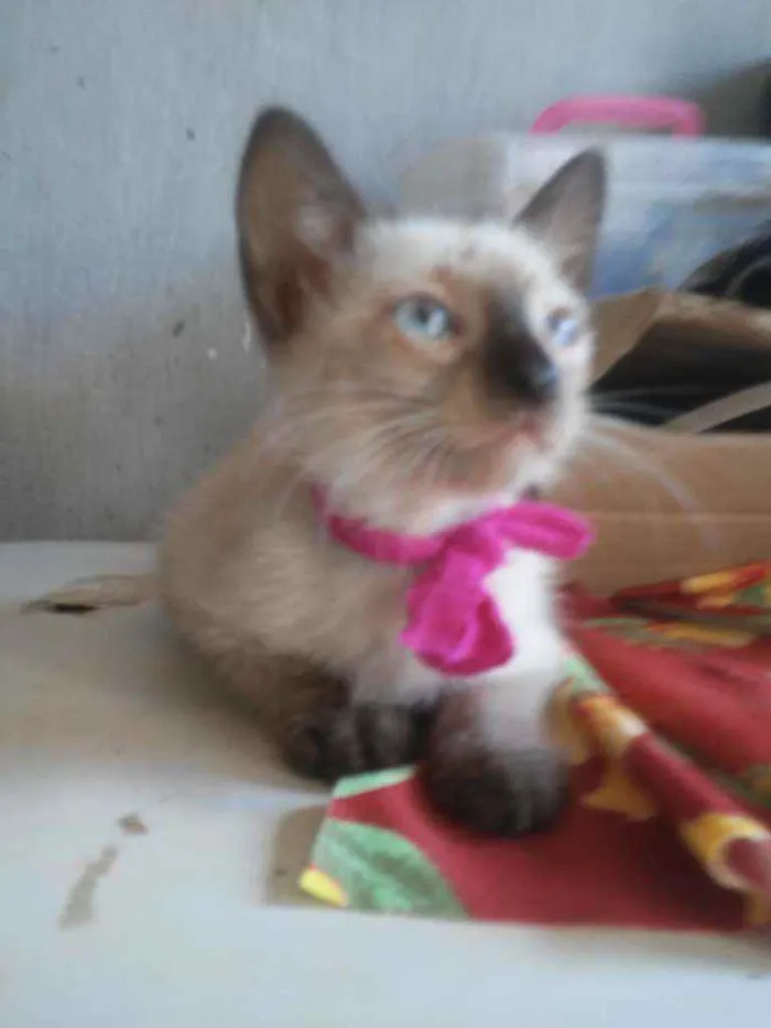Gato ra a Siames idade 2 a 6 meses nome Florzinha