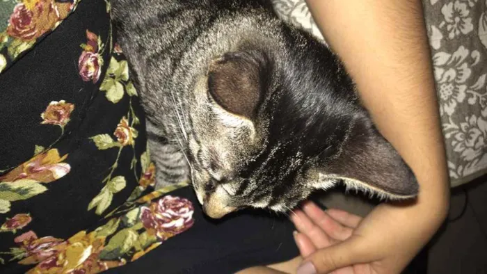 Gato ra a  idade 7 a 11 meses nome Leia