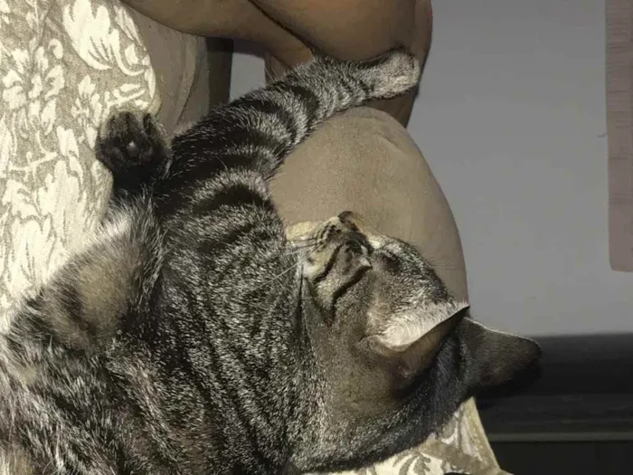 Gato ra a  idade 7 a 11 meses nome Leia