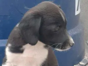 Cachorro raça Labrador/ViraLata idade 2 a 6 meses nome Nao tem