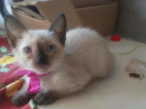 Gato raça Siames idade 2 a 6 meses nome Florzinha