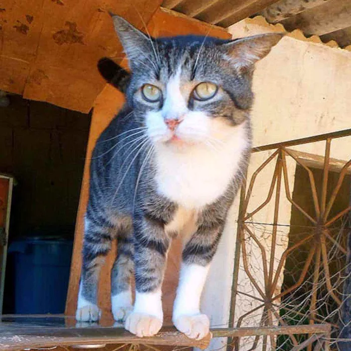 Gato ra a SRD idade 3 anos nome Fred