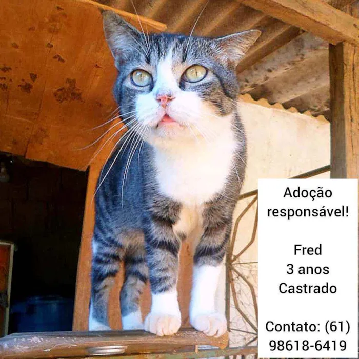 Gato ra a SRD idade 3 anos nome Fred