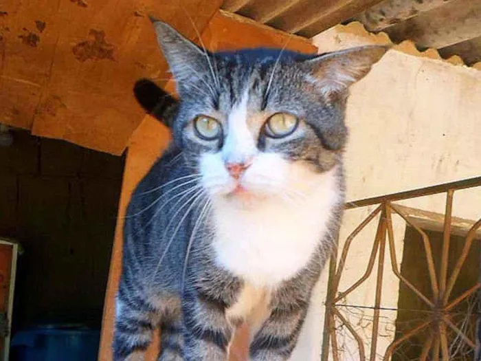 Gato ra a SRD idade 3 anos nome Fred