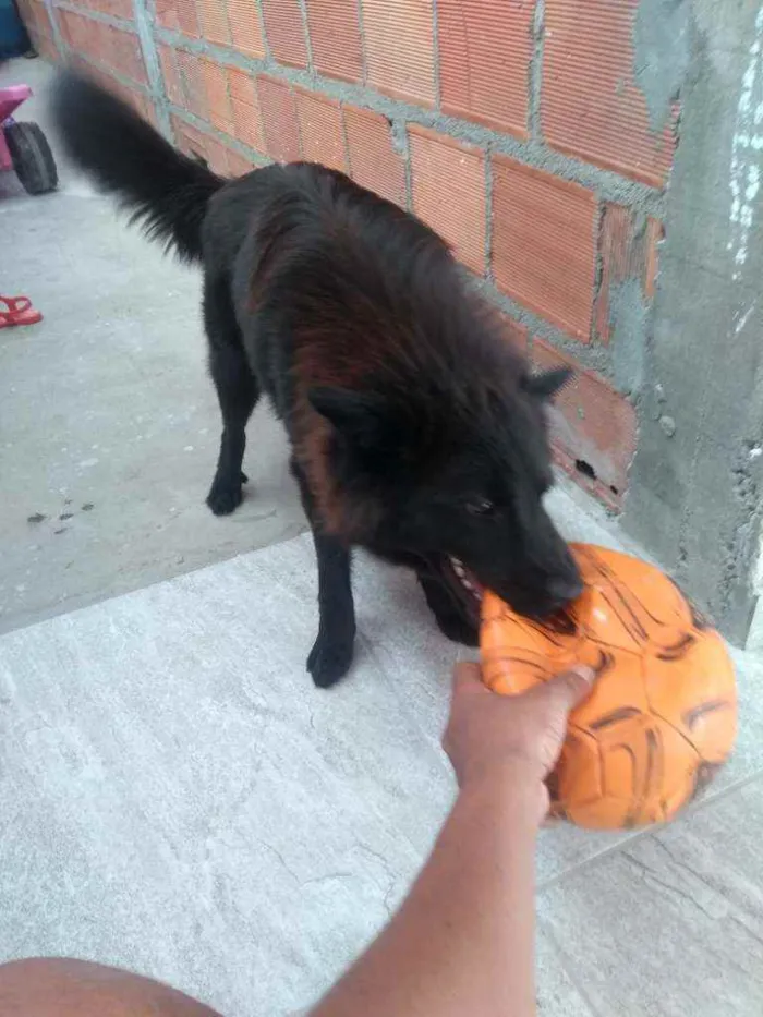 Cachorro raça Chow Chow idade 1 ano nome Bob