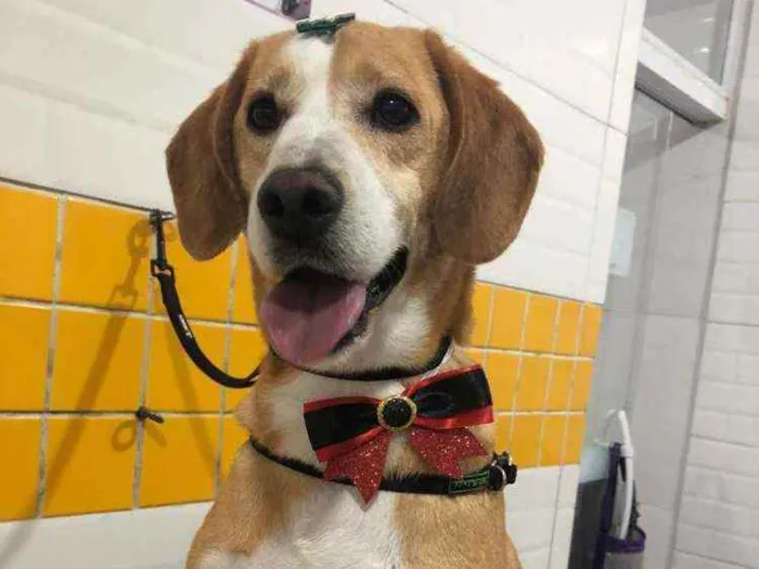 Cachorro ra a SRD com Beagle idade 3 anos nome Fred