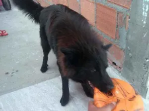 Cachorro raça Chow Chow idade 1 ano nome Bob