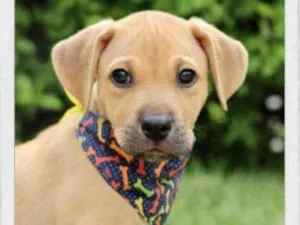 Cachorro raça SRD  idade 2 a 6 meses nome Joe 