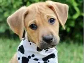 Cachorro raça SRD  idade 2 a 6 meses nome Antony 