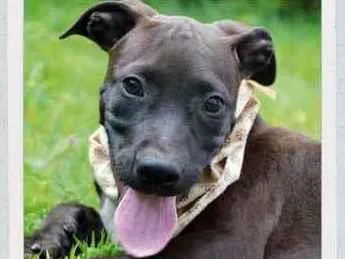 Cachorro raça SRD  idade 2 a 6 meses nome João 