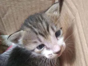 Gato raça Sem raça definida idade Abaixo de 2 meses nome Sem nome