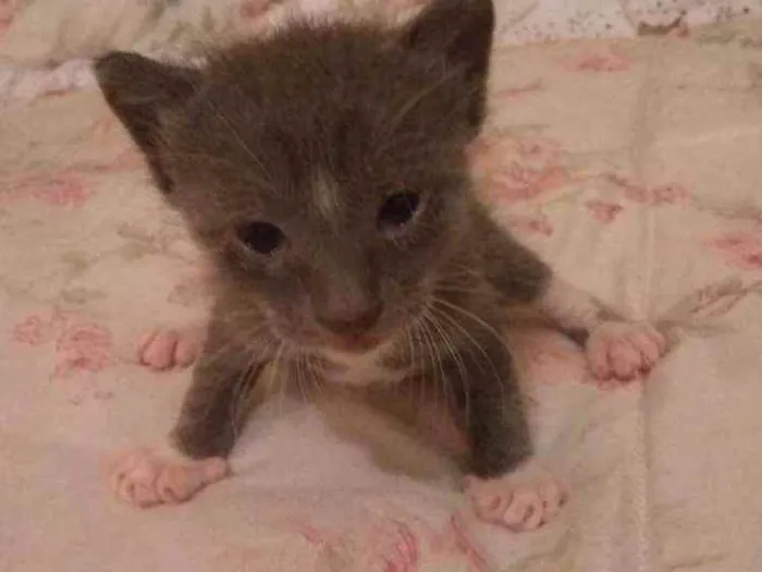 Gato raça Sem raça definida idade Abaixo de 2 meses nome Sem nome