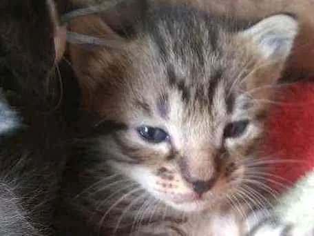 Gato raça Sem raça definida idade Abaixo de 2 meses nome Sem nome