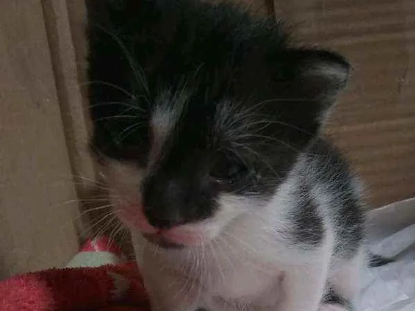 Gato raça Sem raça definida idade Abaixo de 2 meses nome Sem nome
