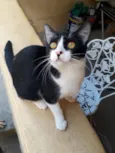 Docinho