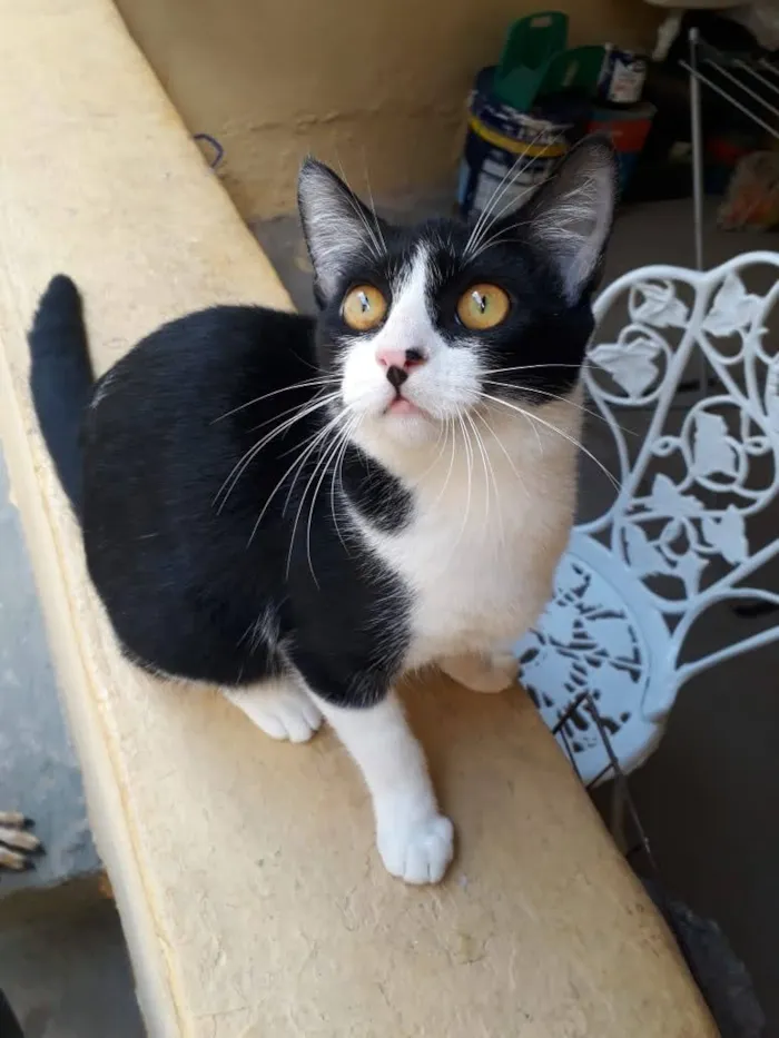 Gato ra a SRD idade 2 a 6 meses nome Docinho