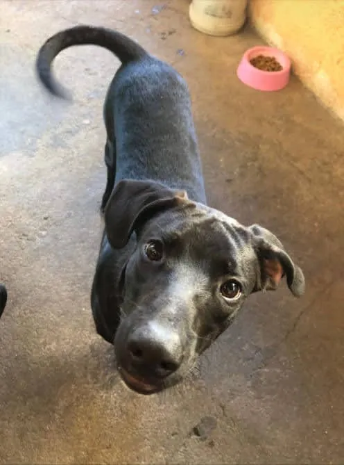 Cachorro ra a SRD idade 1 ano nome Chiquinho