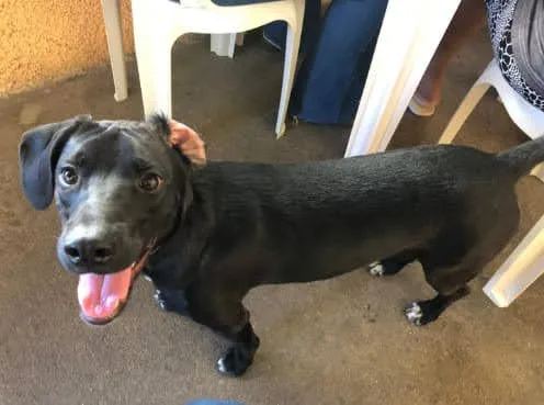 Cachorro ra a SRD idade 1 ano nome Chiquinho