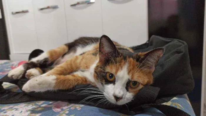 Gato ra a Sem raça definida idade 7 a 11 meses nome Ivy