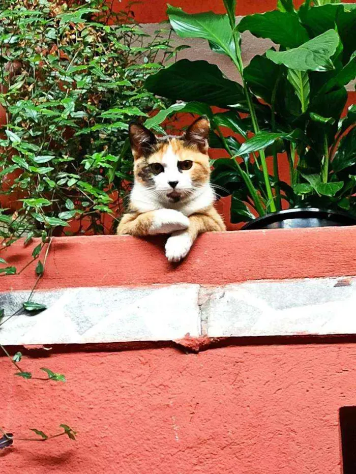 Gato ra a Sem raça definida idade 7 a 11 meses nome Ivy