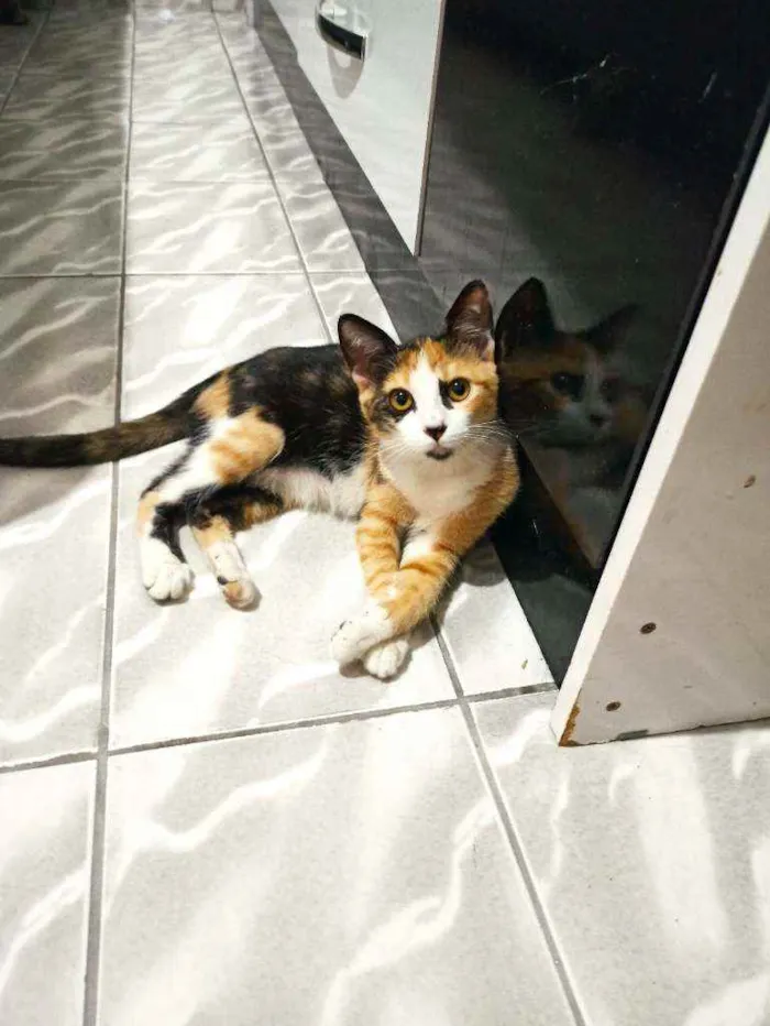 Gato ra a Sem raça definida idade 7 a 11 meses nome Ivy