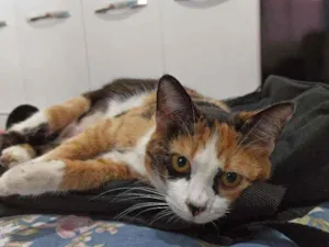 Gato raça Sem raça definida idade 7 a 11 meses nome Ivy