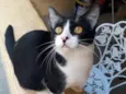 Docinho