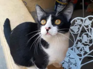 Gato raça SRD idade 2 a 6 meses nome Docinho