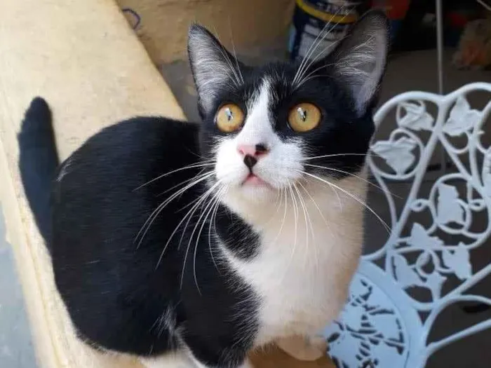Gato ra a SRD idade 2 a 6 meses nome Docinho