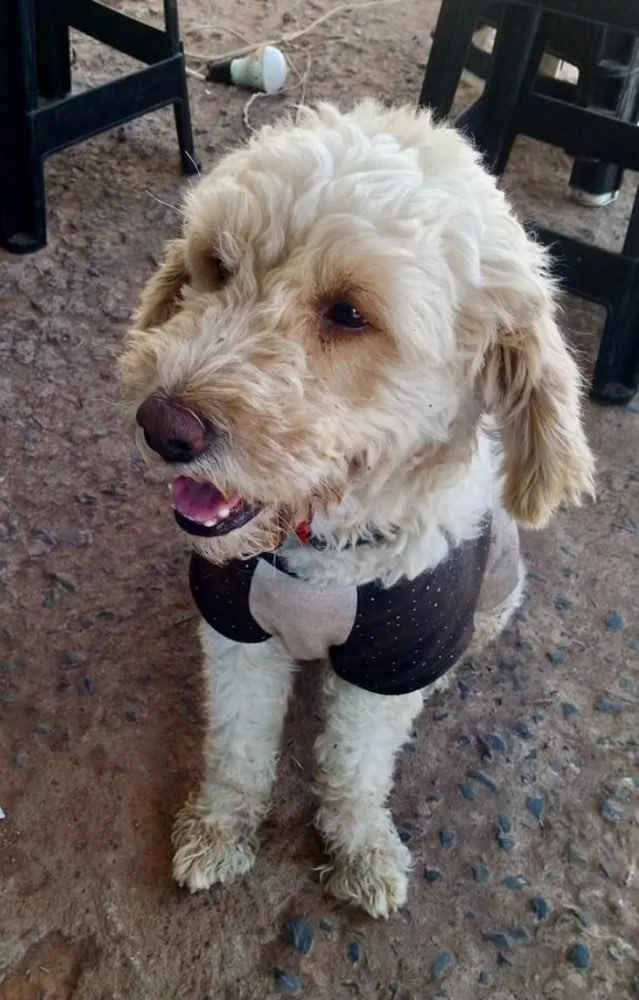 Cachorro ra a Poodle  idade 7 a 11 meses nome Luke 