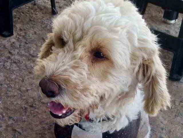 Cachorro ra a Poodle  idade 7 a 11 meses nome Luke 