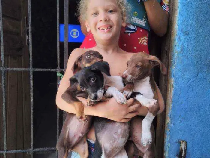 Cachorro raça Misturado idade Abaixo de 2 meses nome Sem nome