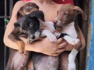 Cachorro raça Misturado idade Abaixo de 2 meses nome Sem nome