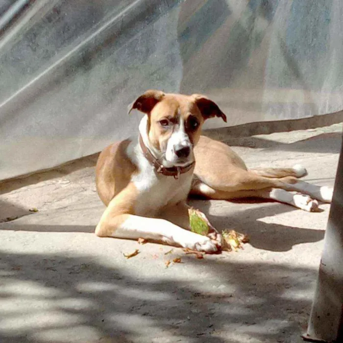 Cachorro ra a Sem Raça Definida  idade 7 a 11 meses nome Estela